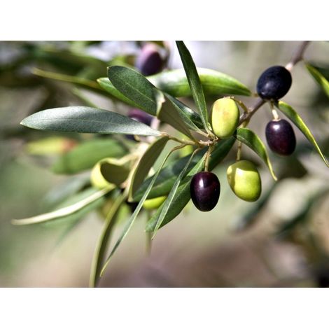 olea europaea (olive tree) 4 talee/cuttings olive oil