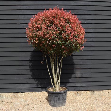 Photinia "Photinia x fraseri Red Robin multi stem" pianta da siepe ceppaia ombrelliforme in mastello ø50 h. 170/200 cm (1/4)