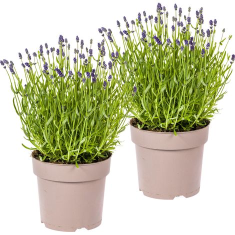 Lot de 2 Lavandes Vraies Lavandula angustifolia Parfumées Fleurs Violettes Ø19 cm H40-50 cm - PANGIVO (1/5)