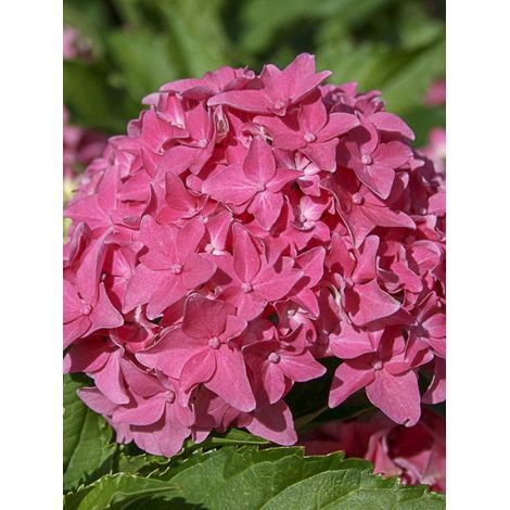 Hortensia 'Tovelit' Pot de 2L/3L (1/3)