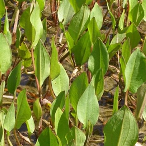 4 x Plantain d'eau commun - Alisma plantago-aquatica - godet (1/4)