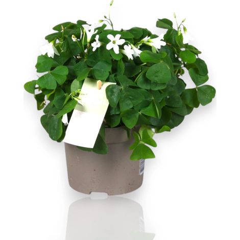 Gardenaria Oxalis triangularis papilionacea - Pianta da interno ornamentale - Altezza: 20 cm (vaso 12) (1/5)