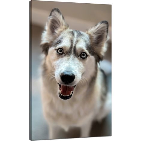 Stampa su tela Animali Ritratto di cane 70x120 cm Cane