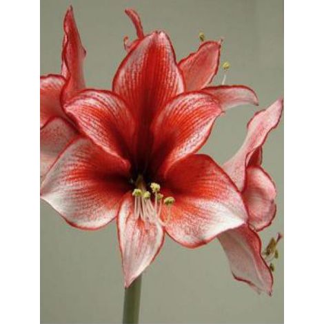 Amaryllis belladonne 'Charisma' Bulbe calibre 28/30 (1/3)