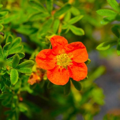 Potentille arbustive Marian Red Robin ® 'Marrob' (Potentilla fruticosa Marian Red Robin ® 'Marrob') (1/5)