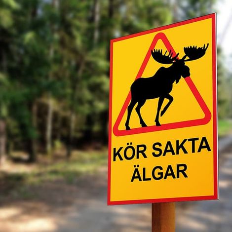 Panneau de signalisation « Attention orignal, roulez lentement » (1/2)