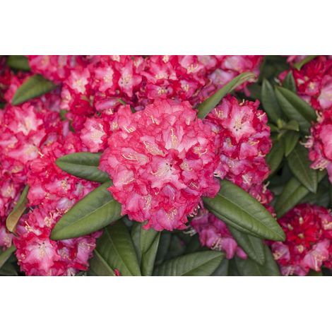 Rhododendron 'Nofretete' Rhododendron Hybr.'Nofretete' C 5 30- 40 (1/3)