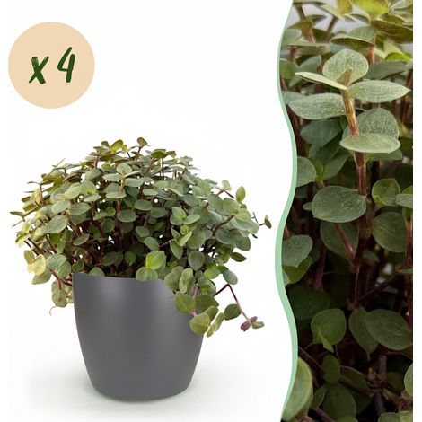 Lot de 4 Plantes d'Intérieur Calissia repens Herbe à Chat Amie des Animaux Pot Gris 12cm 17-20cm - PANGIVO (1/5)