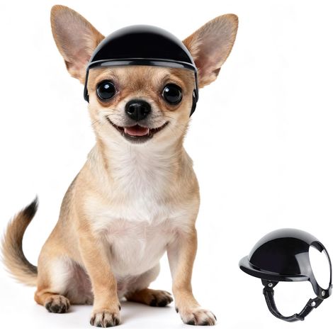 Chihuahua Chihuahua (1/5)