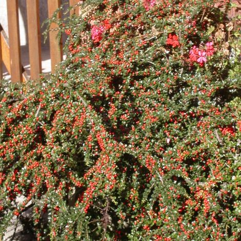 Cotoneaster rampant Skogholm – Plante couvre-sol persistante – Hauteur 30 cm – Exposition plein soleil ou semi-ombre