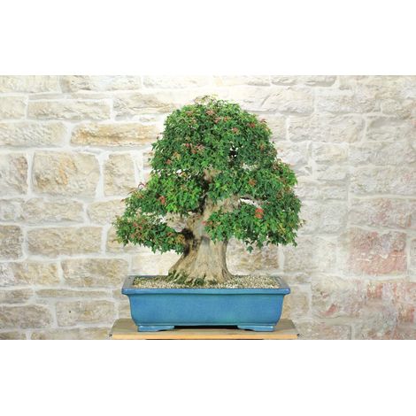 Bonsai di Acero Tridente (35) (1/5)