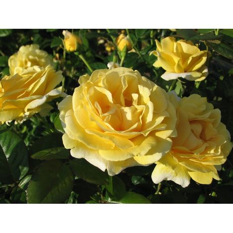 Gardenaria Rosa 'Michelangelo' - Rosa da giardino - Altezza: 40/50 cm (vaso20) (1/2)