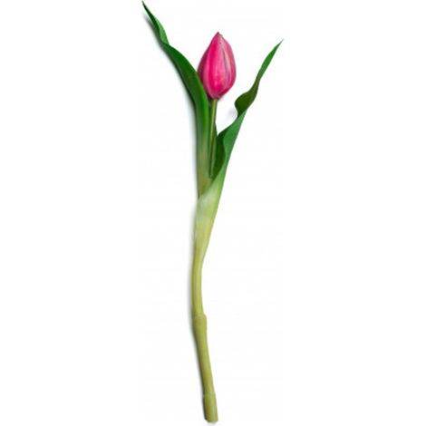 Tulipano fucsia 42 cm