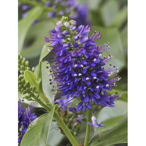 Hébé, Véronique arbustive 'Blue Gem' Pot de 1L/1,5L