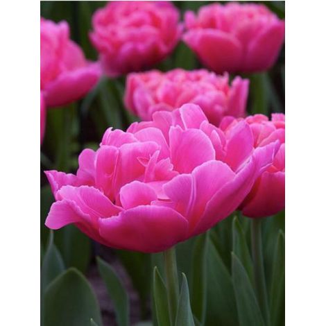 Tulipe 'Sunset Tropical' Bulbe calibre 12 (par 6) (1/2)