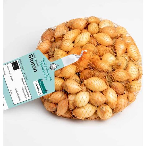 Bulbes d'oignons Sturon à repiquer 500g – Très gros bulbes – Excellente conservation – Pour plantations de printemps ou d'automne – Debaere (1/2)
