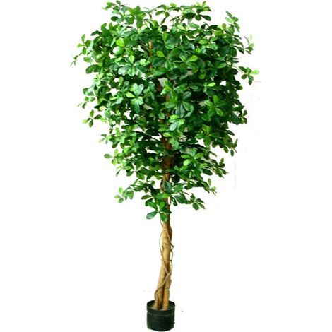 180cm Fire Retardant Black Olive Tree with 2925 Leaves and Natural Trunk