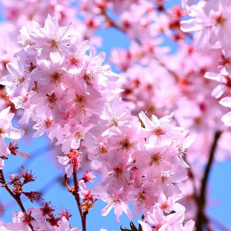 Cerisier du Japon Amanogawa, Cerisier à fleurs/Pot de 30L - Tige 6/8