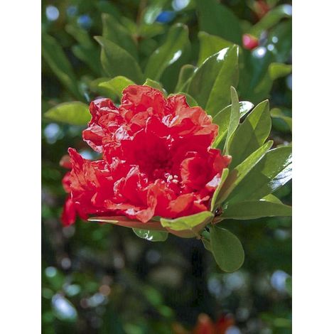 Grenadier à fleurs doubles 'Plena' Pot de 7,5L/10L (1/2)