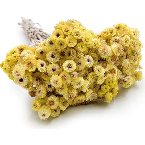 Getrockneter italienischer Helichrysum – (Helichrysum italicum) – Gelb (1/5)