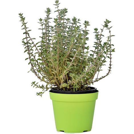 PIANTA DI MAGGIORANA VASO 14CM