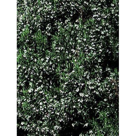 Romarin officinal Godet de 7/8 cm (1/4)