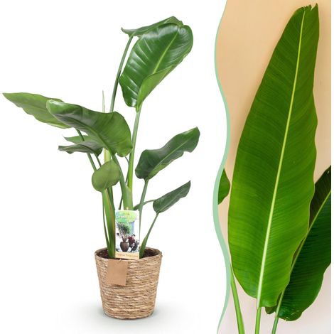 Plante d'Intérieur Strelitzia Nicolai Oiseau de Paradis avec Panier Pot 17cm Hauteur 70-90cm - PANGIVO (1/5)