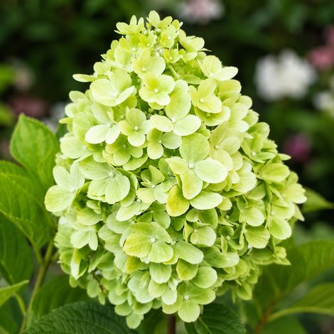 Gardenaria Ortensia - Hydrangea Paniculata 'Mojito' - Pianta acidofila ornamentale da esterno - Altezza: 40/50 cm (vaso19) (1/2)
