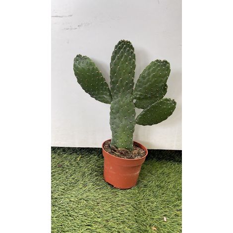 Opuntia Consulea - pianta da interno Sud America Cactacee Cactus Foto Reali