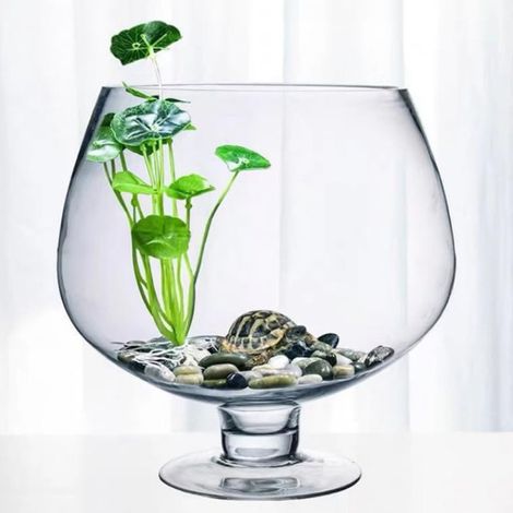 Bocal à poisson en verre sur pied, aquarium décoratif, terrarium pour plantes aquatiques, vase globe de bureau