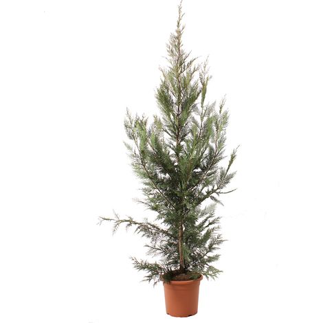 Cupressocyparis Leylandii - Cipresso di Leyland - Piante Vere da Esterno - H 150-175 cm Vaso Ø 24 cm