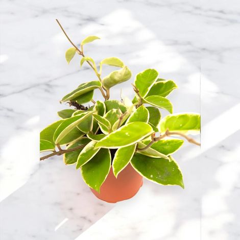 Gardenaria Hoya carnosa 'Krimson Queen' - Pianta da interno ornamentale - Altezza: 80 cm (vaso 17)