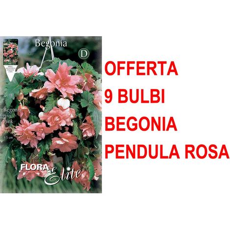 OFFERTA 9 BULBI BEGONIA PENDULA ROSA BULBS BULBES