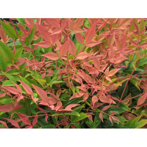 NANDINA MAGICAL SUNRISE VASO 19CM