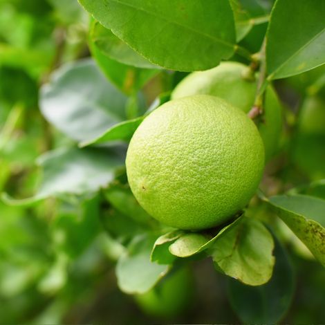 Citron vert (lime) - Citrus aurantifolia (Limon) mini tige Pot 22cm