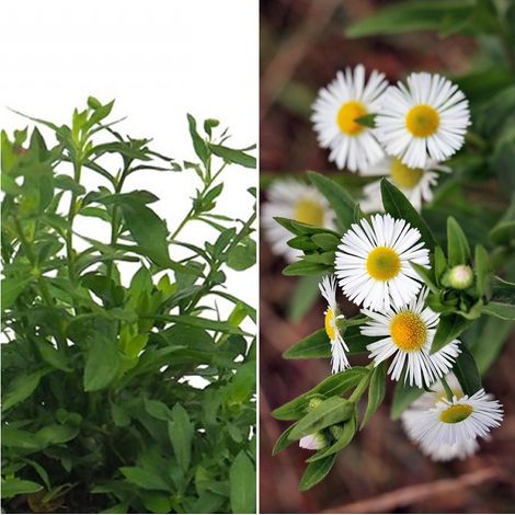 Planta Tapizante Erigeron de Peque�as Flores