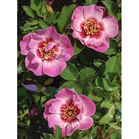 Rosier 'Queen Babylon Eyes ' Pot de 4L/5L