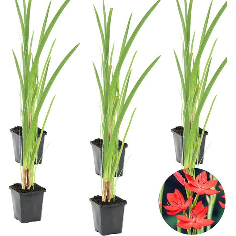 Bloomique - Lot de 6 - Schizostylis Coccinea - Lys des Cafres rouge - Glaïeul des marais - Plantes de bassin - Plantes aquatiques - Rustique - Hauteur 10-20 cm - Pot 9 cm