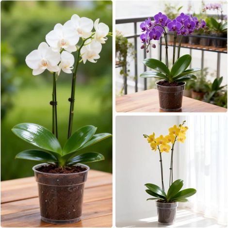 Lot de 6 pots transparents pour orchidée - 11.5 cm en plastique avec trous de drainage, hauteur 11 cm pour intérieur (1/5)