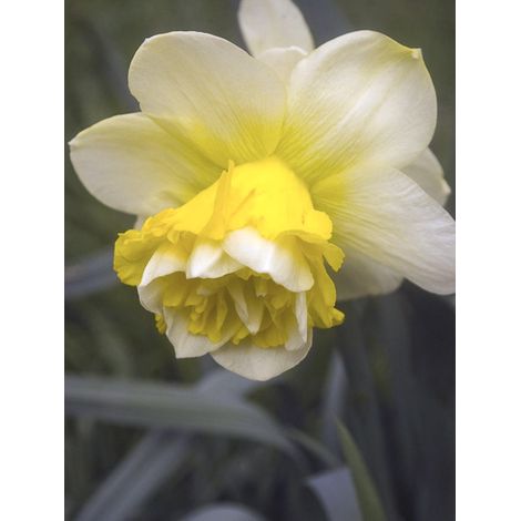 Narcisse à fleurs doubles 'Wave' Bulbe calibre 12+ (par 5) (1/2)