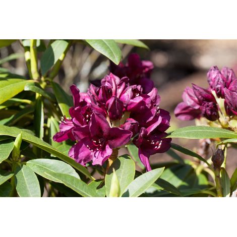 Rhododendron-Hybride 'Polarnacht' Rhododendron Hybr.'Polarnacht' C 5 30- 40