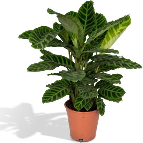 Calathea Zebrina - Plante Paon d'Intérieur aux Feuilles Veloutées Zébrées - Ø19 cm - H75 cm - PANGIVO (1/5)