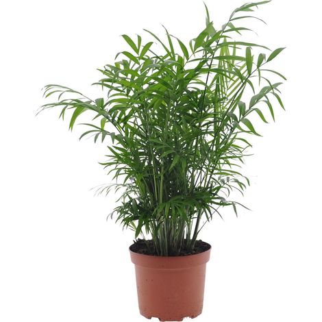 Chamaedorea Elegans Palmier du Salon Plante d'Intérieur Purificatrice Ø17cm Hauteur 50cm - PANGIVO (1/4)