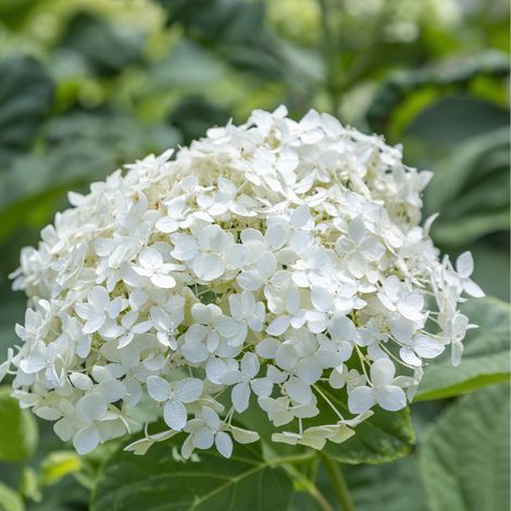 Hortensia paniculata little lime - Hydrangea paniculata little lime Pot 3L (1/2)