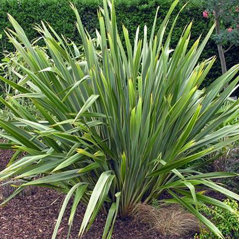 Lin de Nouvelle-Zélande - Phormium tenax - 60-80 cm pot