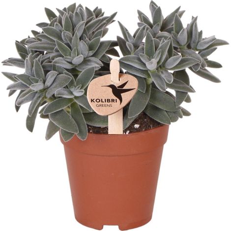 Plante Succulente Crassula - Plante Verte d'Intérieur Décorative - Pot Ø 9 cm - PANGIVO (1/2)