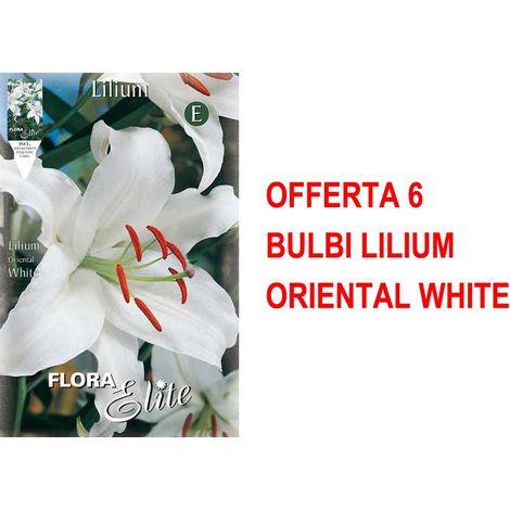 OFFERTA 6 BULBI LILIUM ORIENTAL WHITE