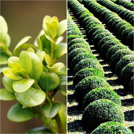 Semillas de Boj. Buxus Sempervirens. 10 Gramos