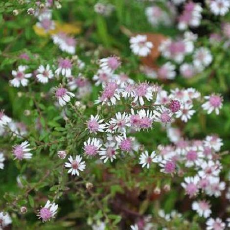 4 x Aster d'Automne 'Horizontalis' - godet 9x9 cm