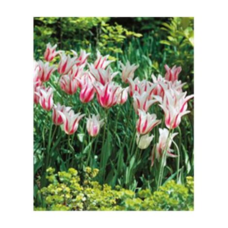 TULIPES FLEURS DE LYS MARILYN - 10 BULBES